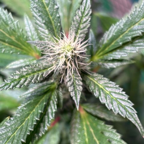 Maimiti - Tropical Mirage Limited Edition von Royal Queen Seeds growlog timeline photo