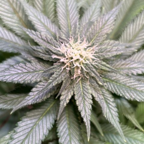 Nahimana - Mystisch - Tatanka Pure CBD growlog timeline photo