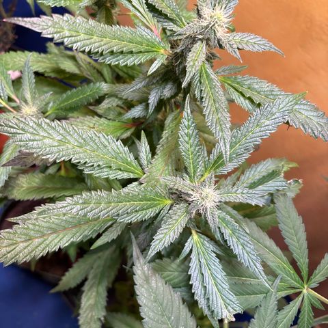 Maimiti - Tropical Mirage Limited Edition von Royal Queen Seeds growlog timeline photo