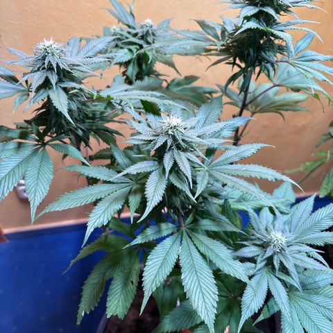Nahimana - Mystisch - Tatanka Pure CBD growlog timeline photo