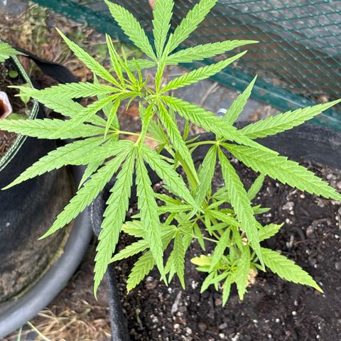 Daau (Stern) Baguio Gold growlog timeline photo