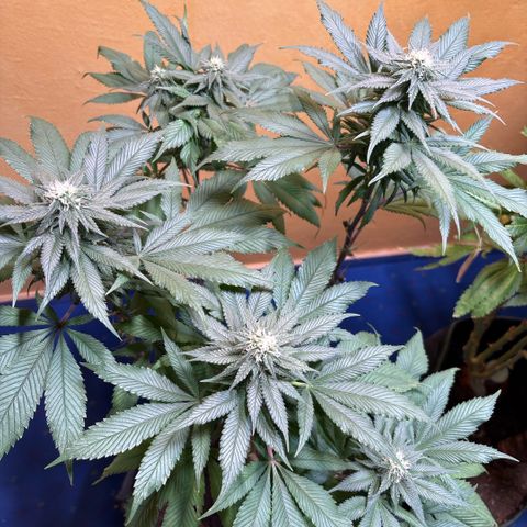 Nahimana - Mystisch - Tatanka Pure CBD growlog timeline photo