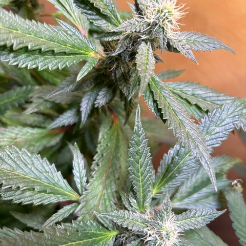Maimiti - Tropical Mirage Limited Edition von Royal Queen Seeds growlog timeline photo