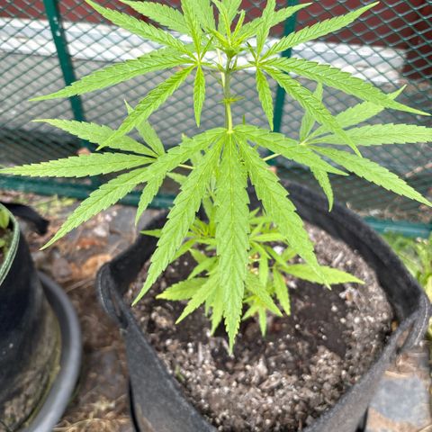 Daau (Stern) Baguio Gold growlog timeline photo