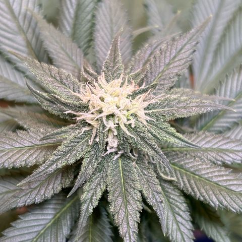 Nahimana - Mystisch - Tatanka Pure CBD growlog timeline photo
