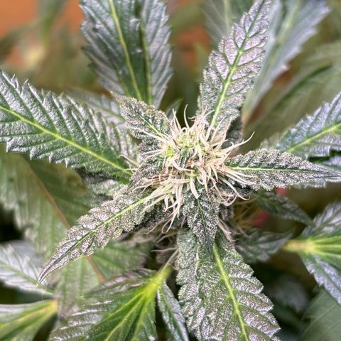 Maimiti - Tropical Mirage Limited Edition von Royal Queen Seeds growlog timeline photo