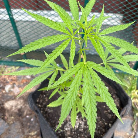 Daau (Stern) Baguio Gold growlog timeline photo