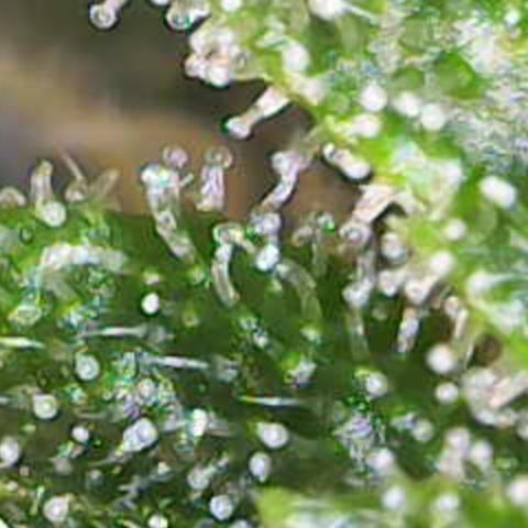 Nahimana - Mystisch - Tatanka Pure CBD growlog timeline photo