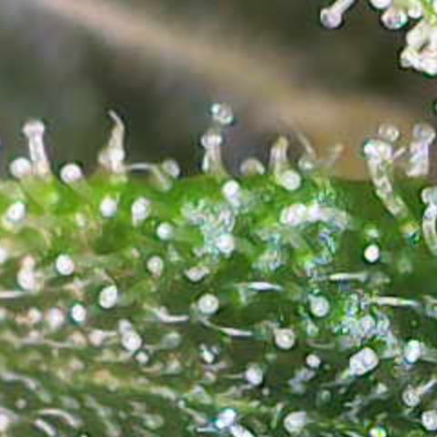 Nahimana - Mystisch - Tatanka Pure CBD growlog timeline photo