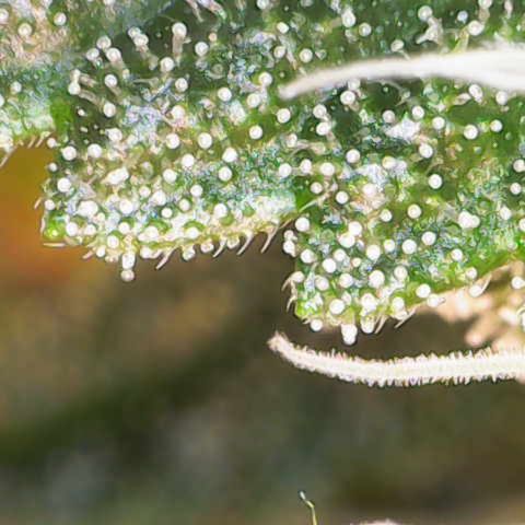 Maimiti - Tropical Mirage Limited Edition von Royal Queen Seeds growlog timeline photo