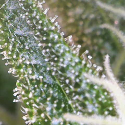 Maimiti - Tropical Mirage Limited Edition von Royal Queen Seeds growlog timeline photo