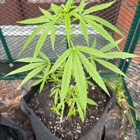 Daau (Stern) Baguio Gold growlog timeline photo