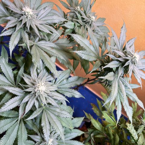Nahimana - Mystisch - Tatanka Pure CBD growlog timeline photo