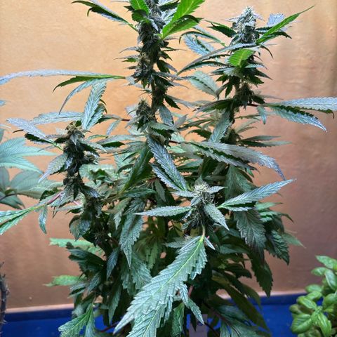Maimiti - Tropical Mirage Limited Edition von Royal Queen Seeds growlog timeline photo