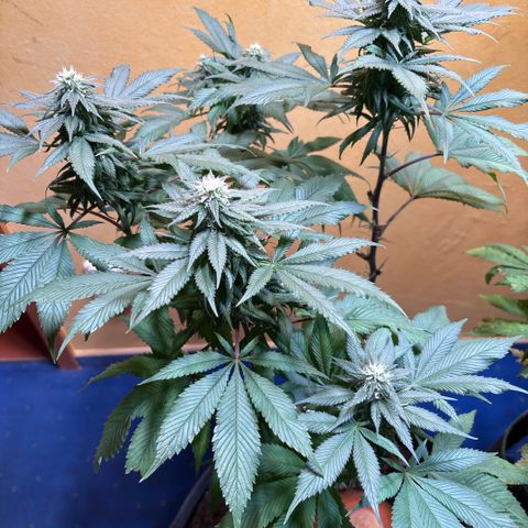 Nahimana - Mystisch - Tatanka Pure CBD growlog timeline photo