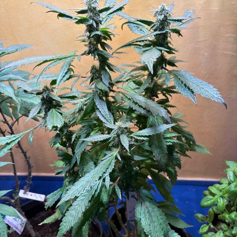 Maimiti - Tropical Mirage Limited Edition von Royal Queen Seeds growlog timeline photo
