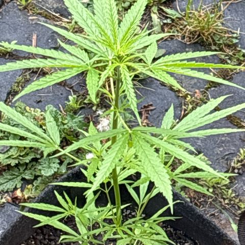 Daau (Stern) Baguio Gold growlog timeline photo
