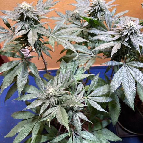 Nahimana - Mystisch - Tatanka Pure CBD growlog timeline photo