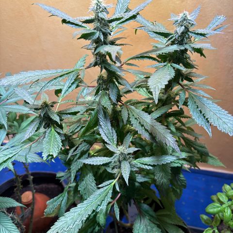 Maimiti - Tropical Mirage Limited Edition von Royal Queen Seeds growlog timeline photo