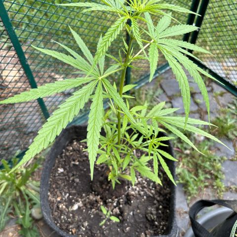 Daau (Stern) Baguio Gold growlog timeline photo