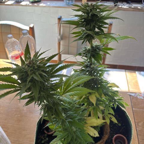 Nahimana - Mystisch - Tatanka Pure CBD growlog timeline photo