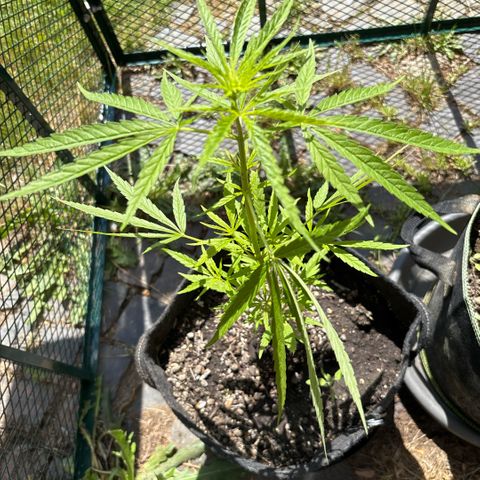 Daau (Stern) Baguio Gold growlog timeline photo