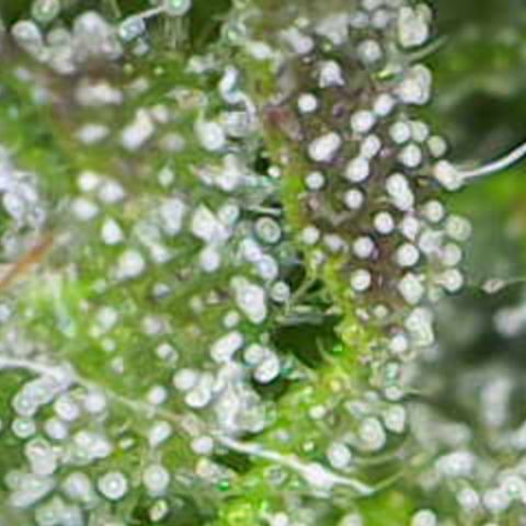 Nahimana - Mystisch - Tatanka Pure CBD growlog timeline photo