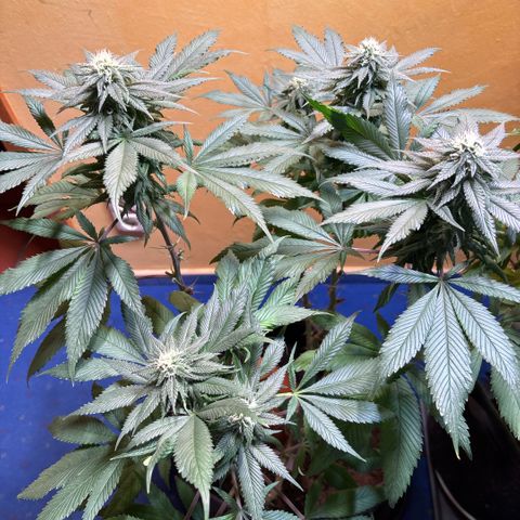 Nahimana - Mystisch - Tatanka Pure CBD growlog timeline photo