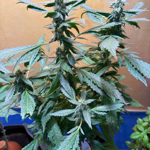 Maimiti - Tropical Mirage Limited Edition von Royal Queen Seeds growlog timeline photo