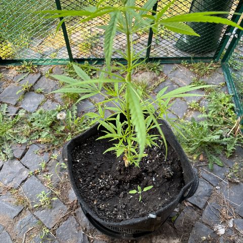 Daau (Stern) Baguio Gold growlog timeline photo