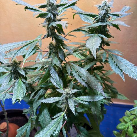 Maimiti - Tropical Mirage Limited Edition von Royal Queen Seeds growlog timeline photo