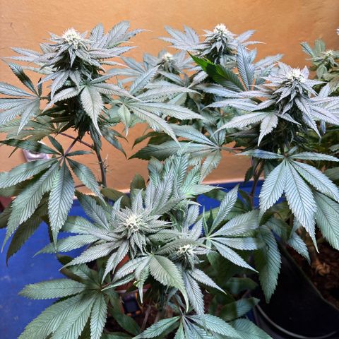 Nahimana - Mystisch - Tatanka Pure CBD growlog timeline photo
