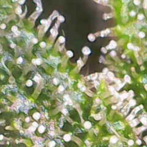 Nahimana - Mystisch - Tatanka Pure CBD growlog timeline photo