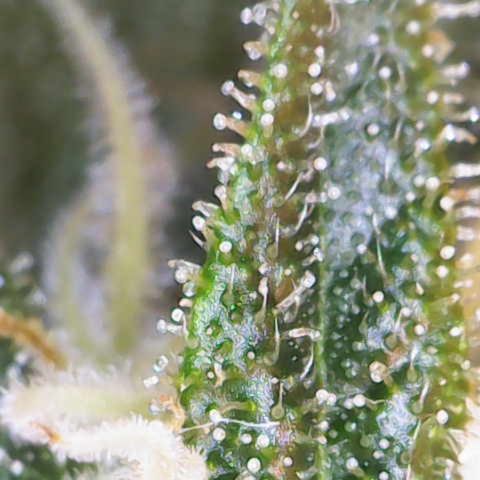 Nahimana - Mystisch - Tatanka Pure CBD growlog timeline photo