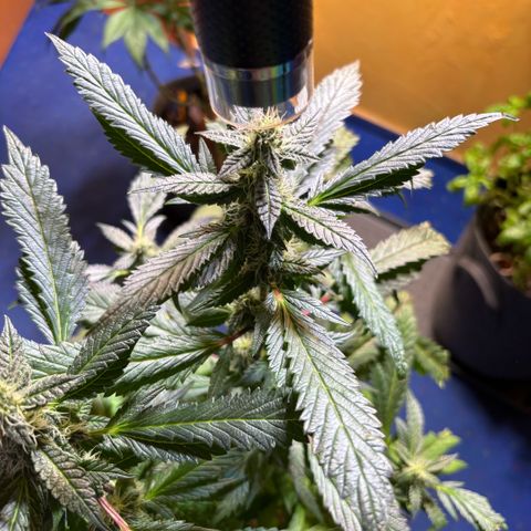 Maimiti - Tropical Mirage Limited Edition von Royal Queen Seeds growlog timeline photo