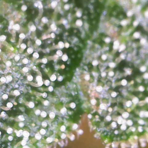 Maimiti - Tropical Mirage Limited Edition von Royal Queen Seeds growlog timeline photo