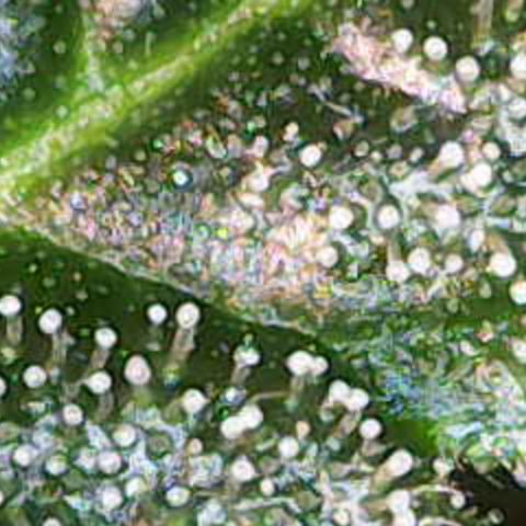 Maimiti - Tropical Mirage Limited Edition von Royal Queen Seeds growlog timeline photo