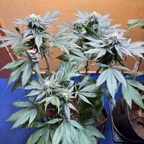 Nahimana - Mystisch - Tatanka Pure CBD growlog timeline photo