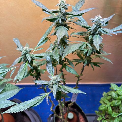 Maimiti - Tropical Mirage Limited Edition von Royal Queen Seeds growlog timeline photo
