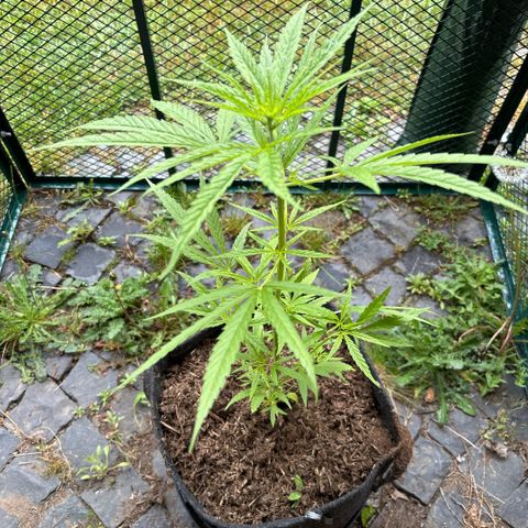 Daau (Stern) Baguio Gold growlog timeline photo