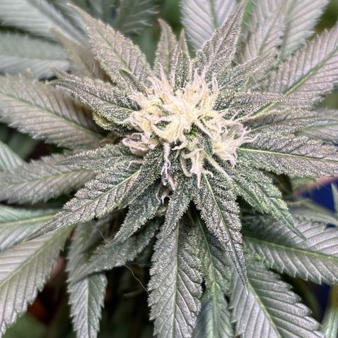Nahimana - Mystisch - Tatanka Pure CBD growlog timeline photo