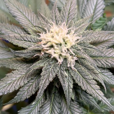 Nahimana - Mystisch - Tatanka Pure CBD growlog timeline photo