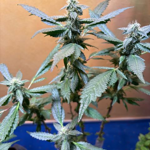 Maimiti - Tropical Mirage Limited Edition von Royal Queen Seeds growlog timeline photo