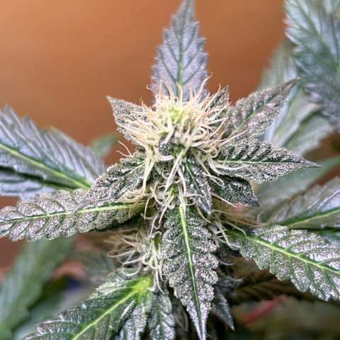 Maimiti - Tropical Mirage Limited Edition von Royal Queen Seeds growlog timeline photo