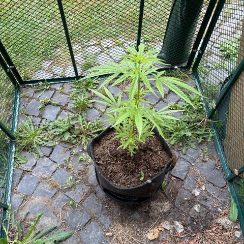 Daau (Stern) Baguio Gold growlog timeline photo