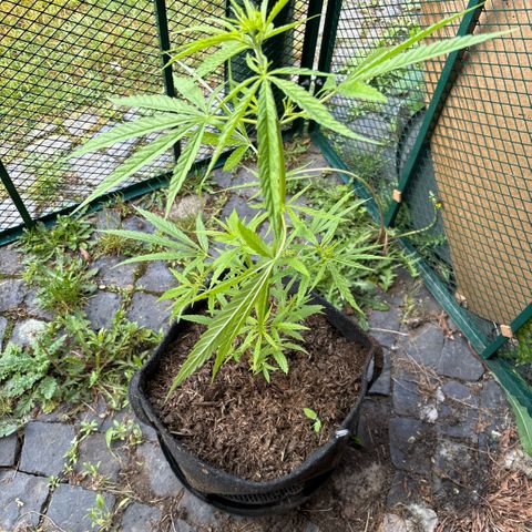Daau (Stern) Baguio Gold growlog timeline photo