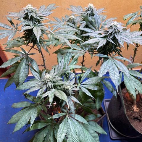 Nahimana - Mystisch - Tatanka Pure CBD growlog timeline photo