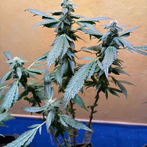 Maimiti - Tropical Mirage Limited Edition von Royal Queen Seeds growlog timeline photo