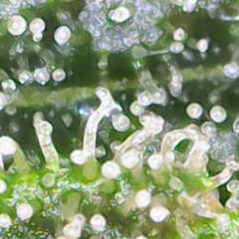 Nahimana - Mystisch - Tatanka Pure CBD growlog timeline photo