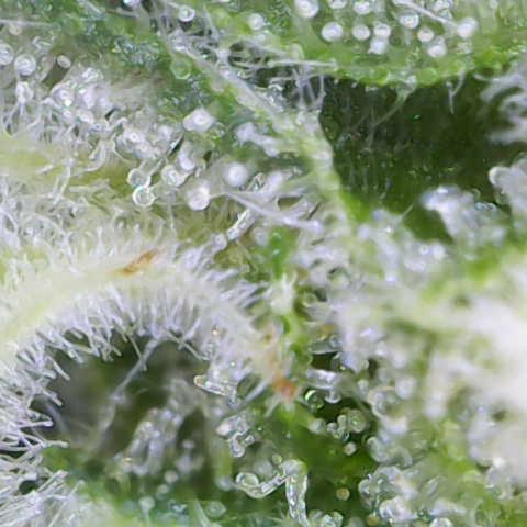 Nahimana - Mystisch - Tatanka Pure CBD growlog timeline photo